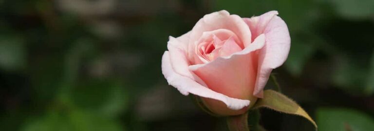 bbl_blog_image_2017-02-23