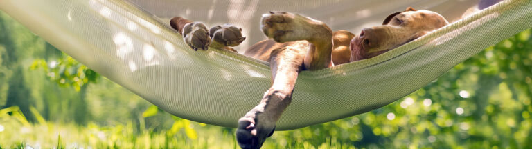 A brown dog lies relaxed on its back in a white hammock outdoors, with one paw drooping over the edge. The background is lush and green, suggesting a sunny day in a garden or park.