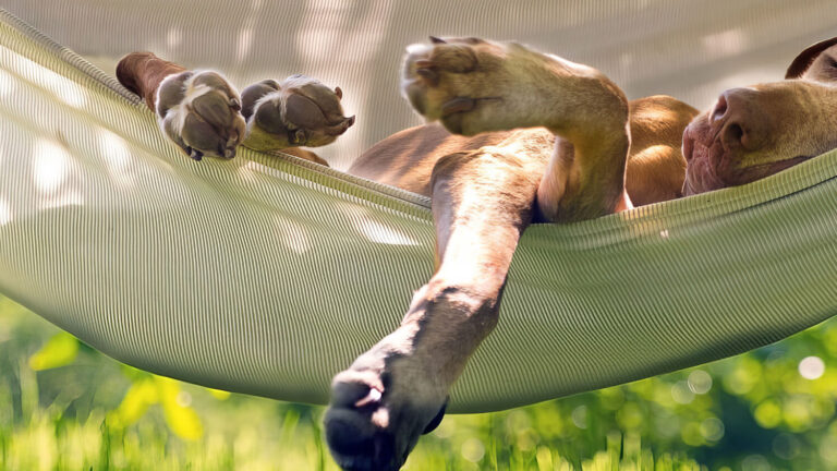 A brown dog lies relaxed on its back in a white hammock outdoors, with one paw drooping over the edge. The background is lush and green, suggesting a sunny day in a garden or park.